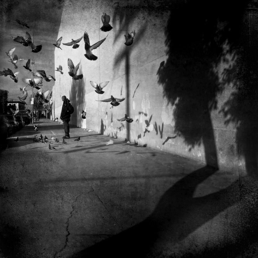 KUŞLARA ÖVGÜ YAHUT AKIL&nbsp;KANADI