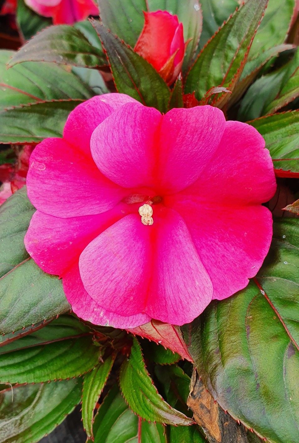 DUVARLAR DA PENCERELER&nbsp;GİBİ