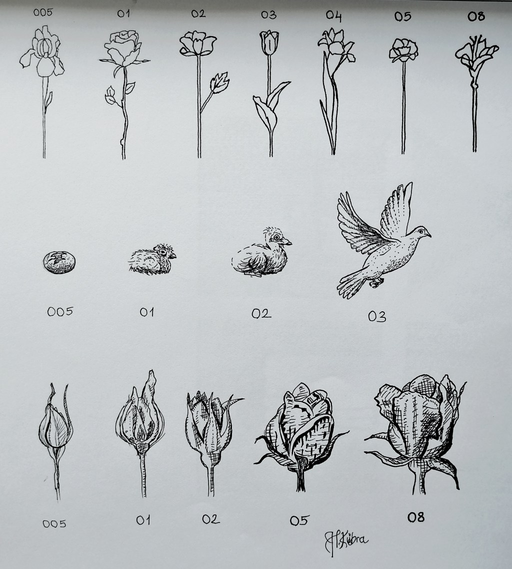 Çizer: Hatice Kübra&nbsp;Taşçı